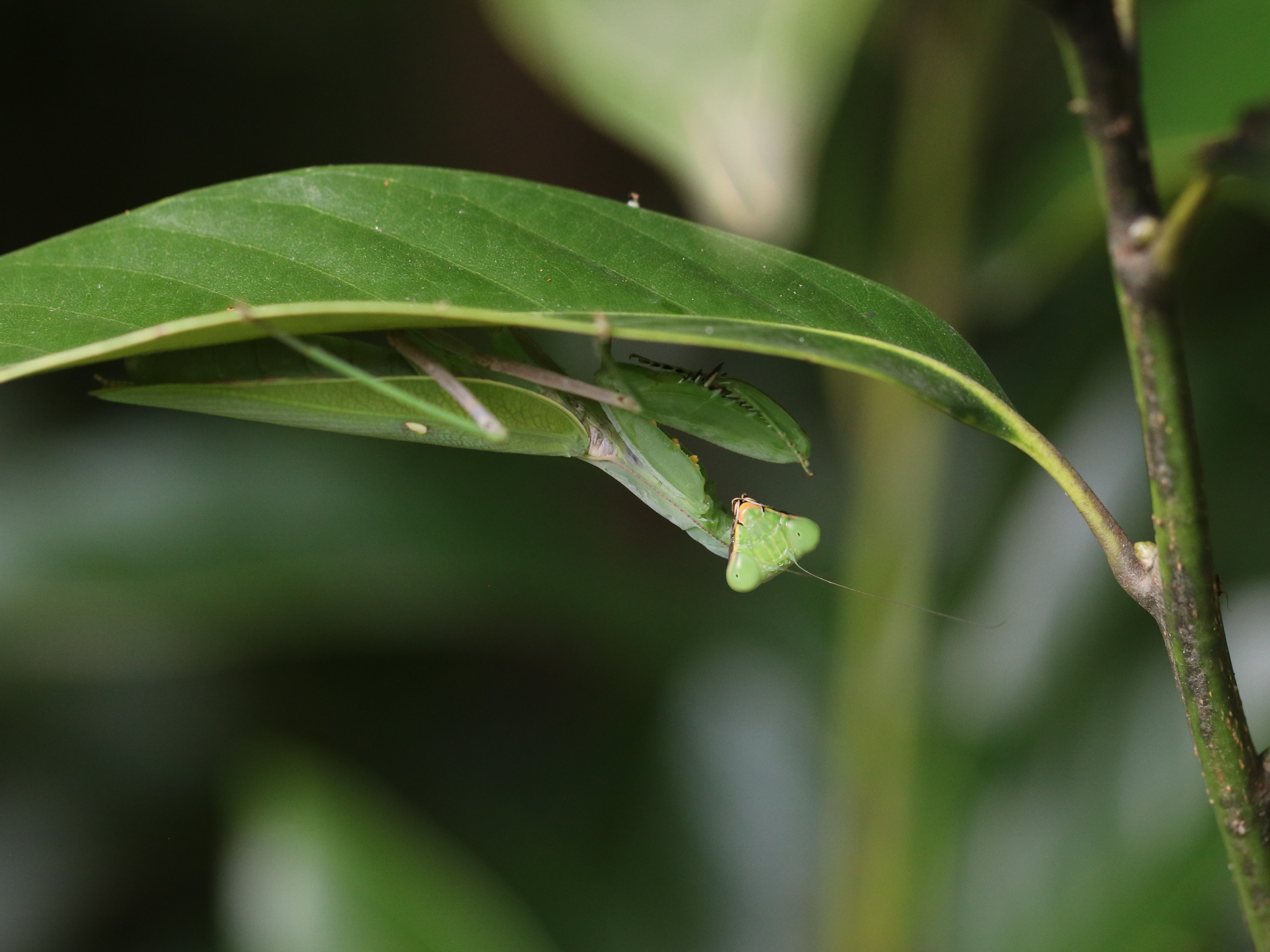 ハラビロカマキリ5